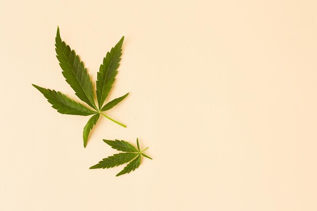 Marihuana leaf on a light background top view with copy space Fresh canabis crop