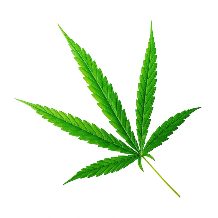 Foto marihuana of cannabisblad op zuiver wit wordt geïsoleerd dat.