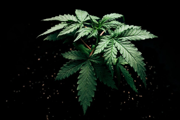 Marihuana plant groeien