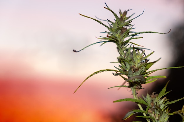 Marihuana plant toppen op een achtergrond van oranje lucht bij zonsondergang.