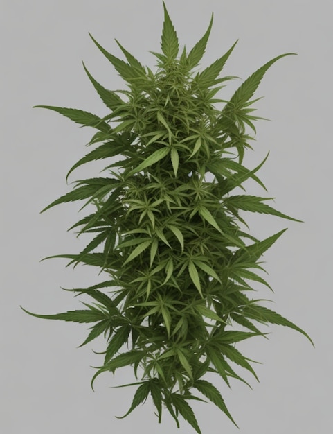 marihuana weed