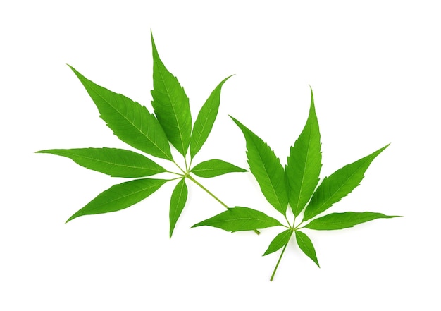 Marihuanablad op wit