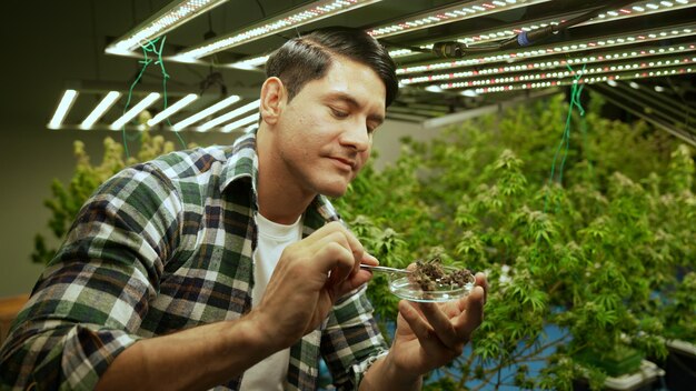 Marihuanaboer test marihuanaknoppen in curatieve marihuanaboerderij