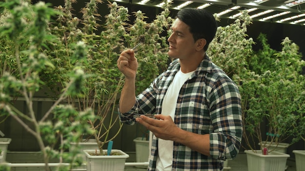Marihuanaboer test marihuanaknoppen in curatieve marihuanaboerderij