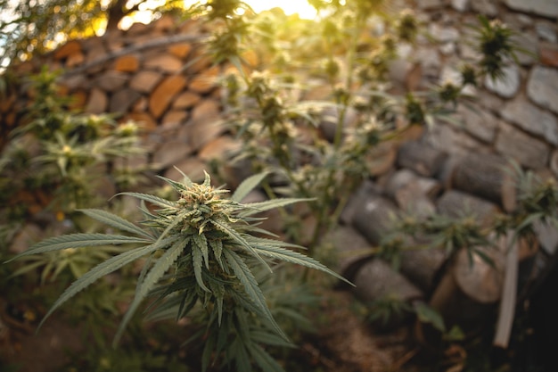 Marihuanaplant in de laatste stadia van de bloei in de open lucht Een knop van een cannabisplant oogsten