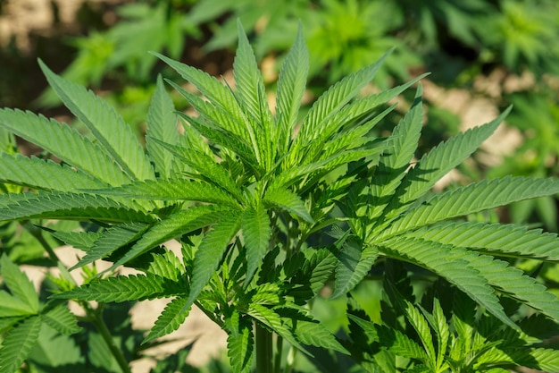 Marihuanaplanten in de eerste geneeskrachtige plant in Nederland