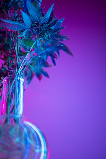 Marihuanastruiken in neon, legaal gebruik van cannabisplanten voor medische doeleinden thuis