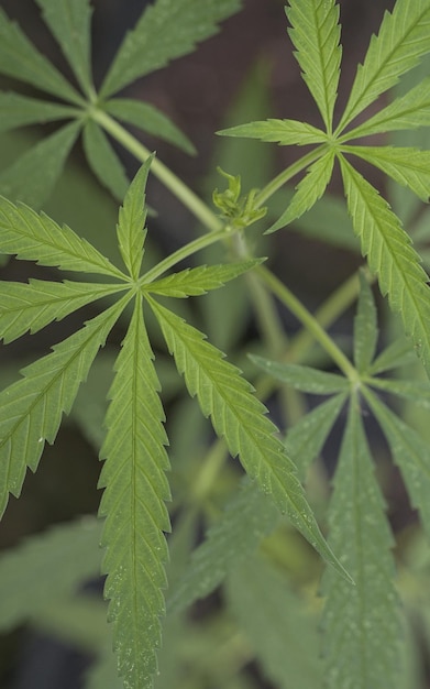 Marihuanazaailingen hebben een druppel water. kruid , Groen blad