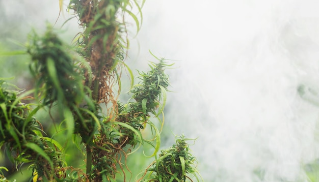 Marijuana on a blurred natural background at sunset