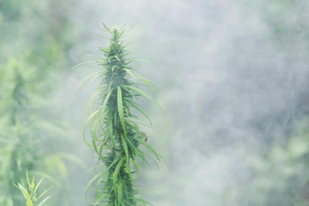 Marijuana on a blurred natural background at sunset