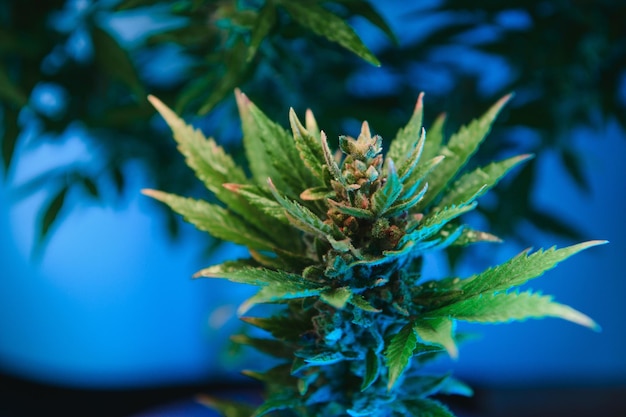 Marijuana bud closeup marihuana macro