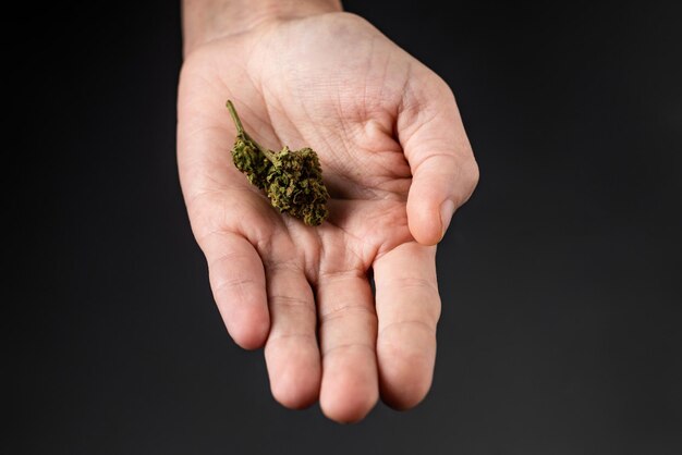 Marijuana bud on a female palm on a black background