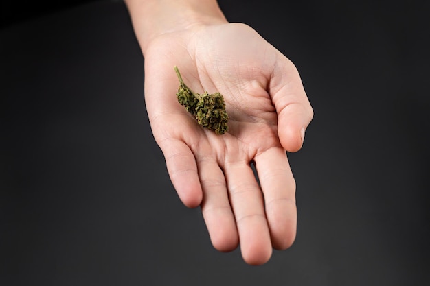 Marijuana bud on a female palm on a black background