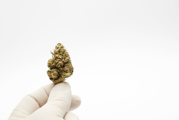 Marijuana bud in the hands of laboratory technician white background Space for text