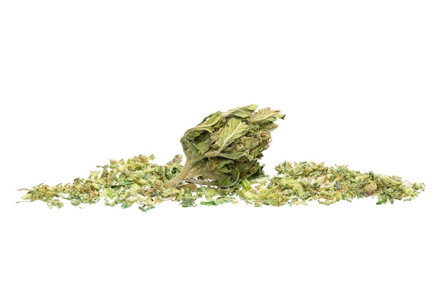 Germoglio di marijuana isolato