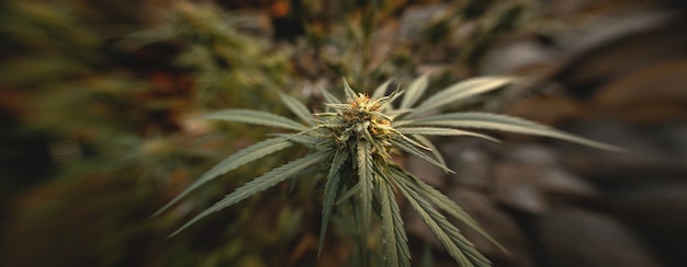 Бутон марихуаны на стадии завершенного цветения на открытом воздухе Листья растения каннабиса
