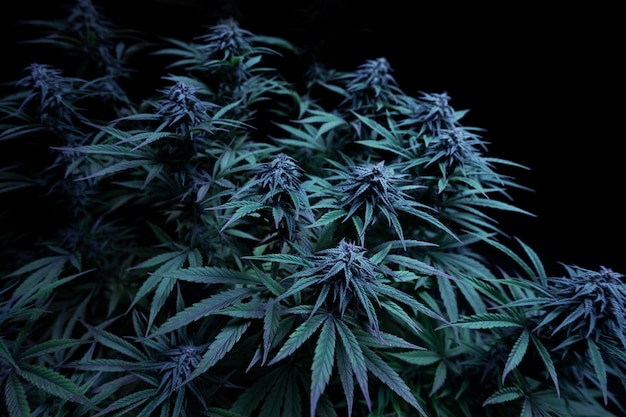 Photo marijuana bush grow plant