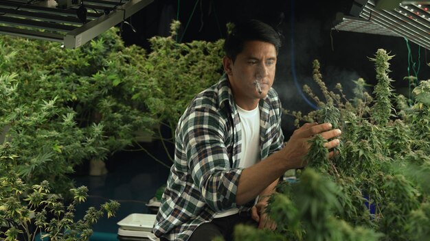 Photo marijuana farmer smoking rolled marijuana weed joint in curative marijuana farm for recreation or testing examination of his own marijuana quality