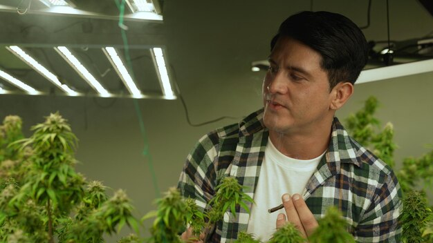 marijuana farmer smoking rolled marijuana weed joint in curative marijuana farm