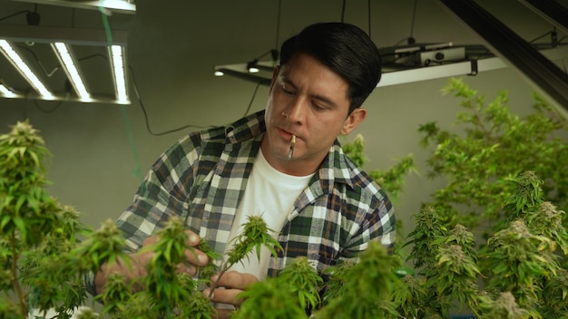 Marijuana farmer smoking rolled marijuana weed joint in curative marijuana farm