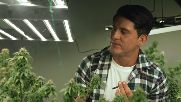 marijuana farmer smoking rolled marijuana weed joint in curative marijuana farm