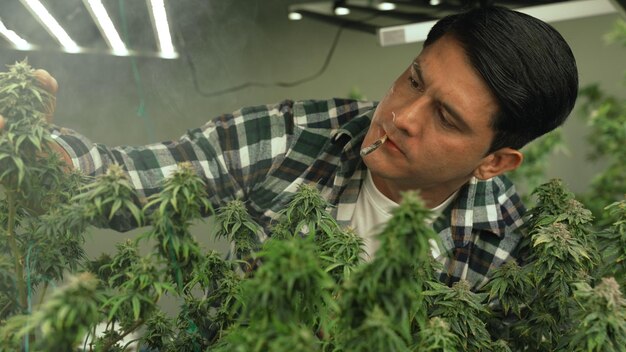 Photo marijuana farmer smoking rolled marijuana weed joint in curative marijuana farm