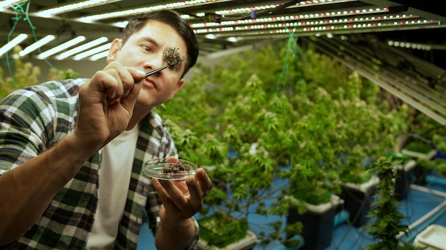 Marijuana farmer tests marijuana buds in curative marijuana farm before harvesting to produce marijuana products