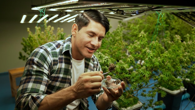 Marijuana farmer tests marijuana buds in curative marijuana farm