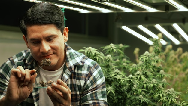 marijuana farmer tests marijuana buds in curative marijuana farm