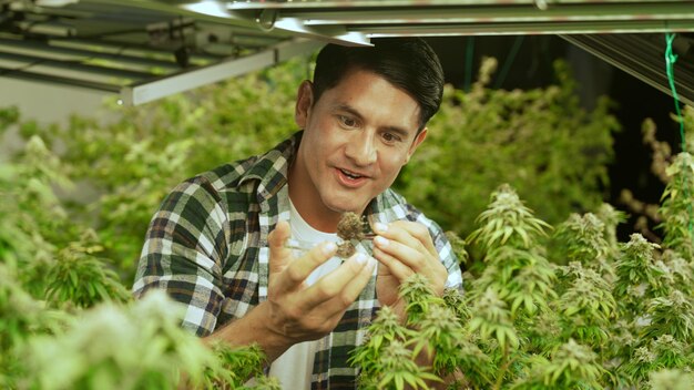 Фермер, выращивающий марихуану, тестирует шишки марихуаны на лечебной ферме по выращиванию марихуаны