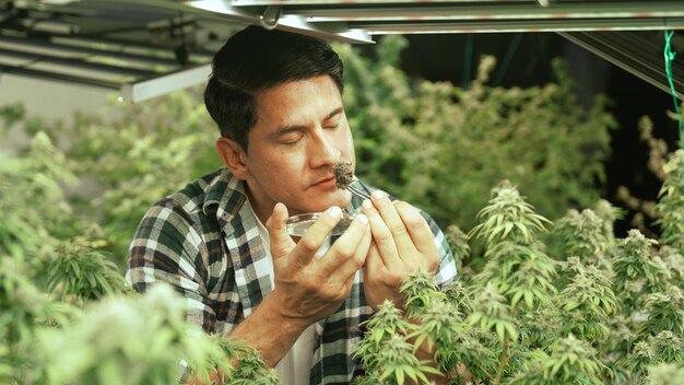 Photo marijuana farmer tests marijuana buds in curative marijuana farm