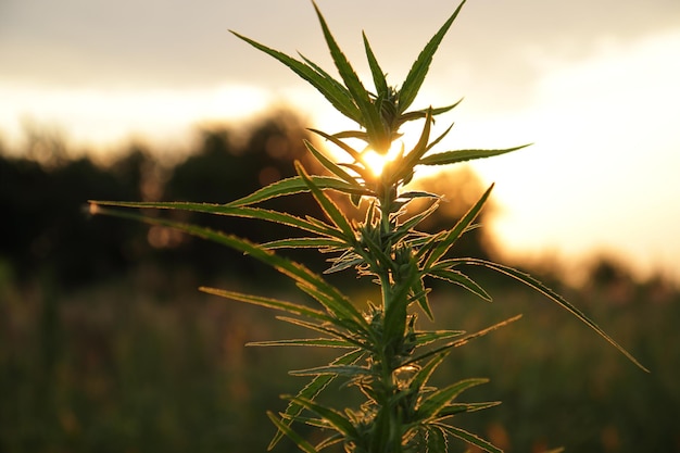 日没時のマリファナの緑の葉有機大麻サティバ合法マリファナ農園は、ヘルスケアと医療のための高品質の薬用大麻を提供します