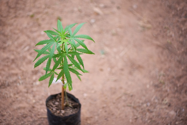 Marijuana growing in pot for planting marijuana with green leaf on ground soil - Small cannabis plant or Hemp plant cultivation for medical