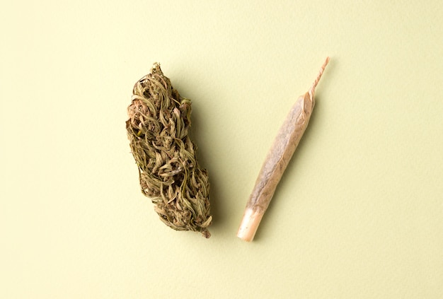 Photo marijuana and hemp cigarette