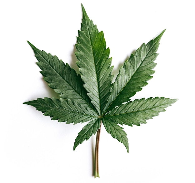 Marijuana indica leaf