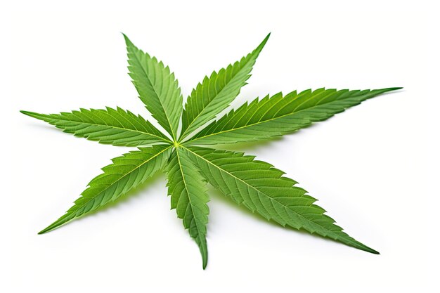 Marijuana leaf isolated cannabis leaf on a white background