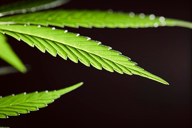 Foto foglia di marijuana macro sfondo verde scuro