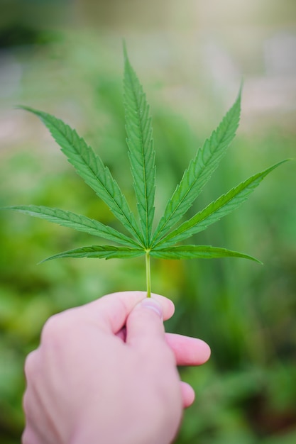 Marijuana leaf plant on hand in home garden close up