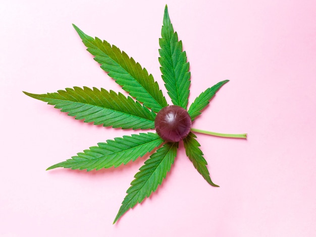 Marijuana leaf and sweet candy on pink background