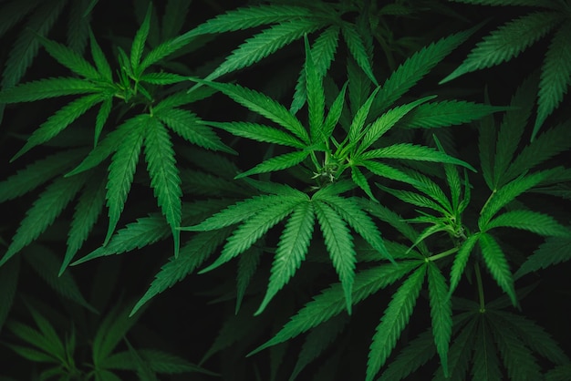 Marijuana leaf wallpaper