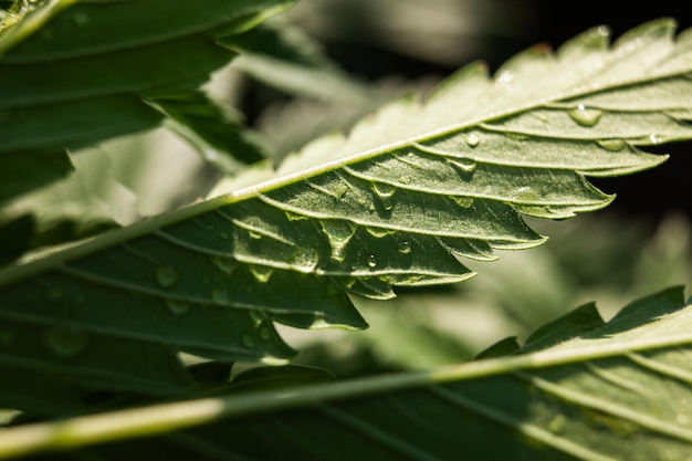 사진 이슬 대마초 근접 촬영 배경 한 방울과 마리화나 잎
