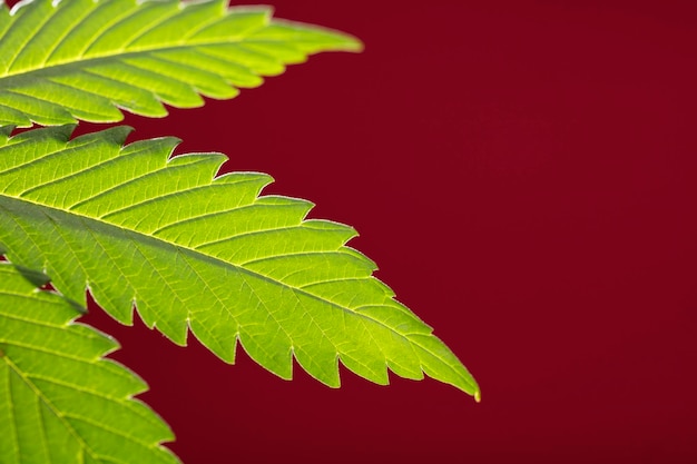 marijuana leaf with red background