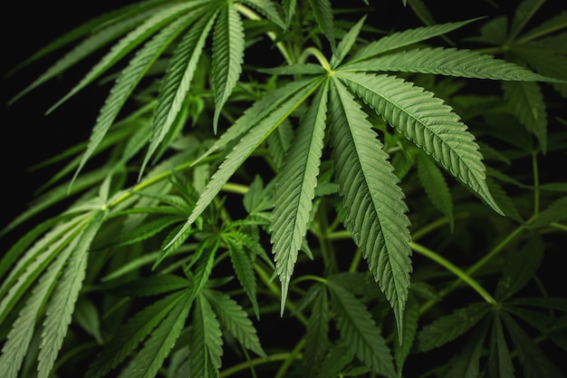 Листья марихуаны конопли на темном фоне красивый фон комнатное выращивание