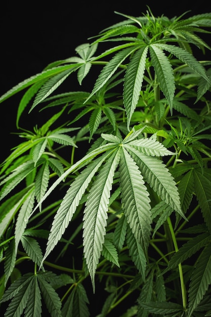 Marijuana leaves, cannabis on a dark background, beautiful background, indoor cultivation.