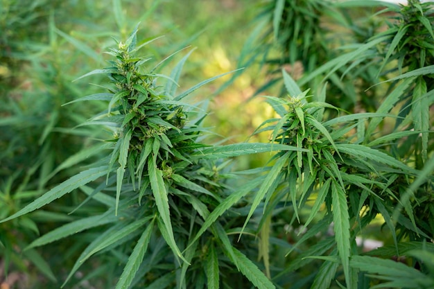 Marijuana leaves cannabis plants a background