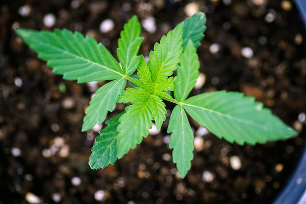 Marijuana leaves cannabis plants a beautiful background