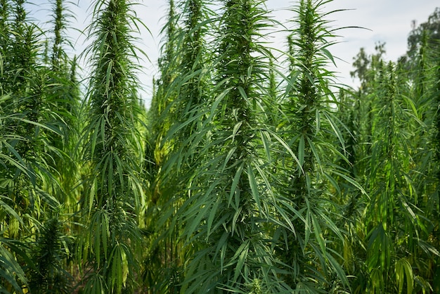 Marijuana leaves cannabis plants in the farm background