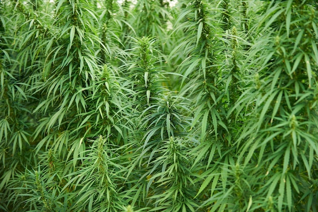 Marijuana leaves cannabis plants in the farm background