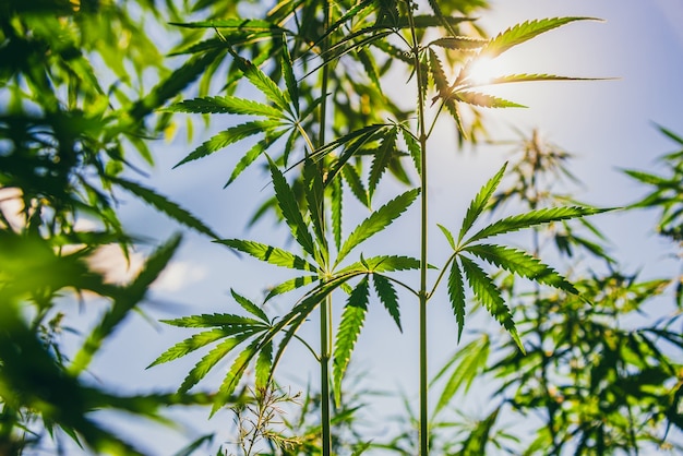 Marijuana leaves grow at sunset in summer