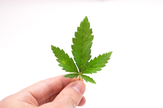 Marijuana leaves in hand on a white background. Cannabis leaf.